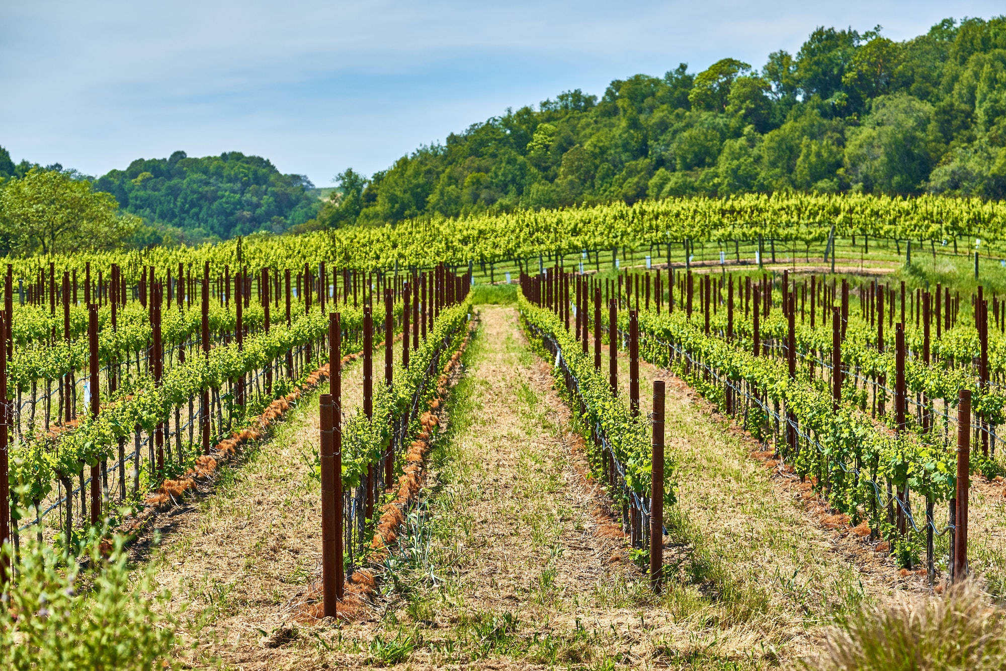 vineyards-in-california-usa-1.jpg